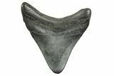 Juvenile Megalodon Tooth - South Carolina #368037-1